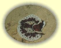 IMG_2007_05_28 23_40_50 * 1024 x 768 * (130KB)